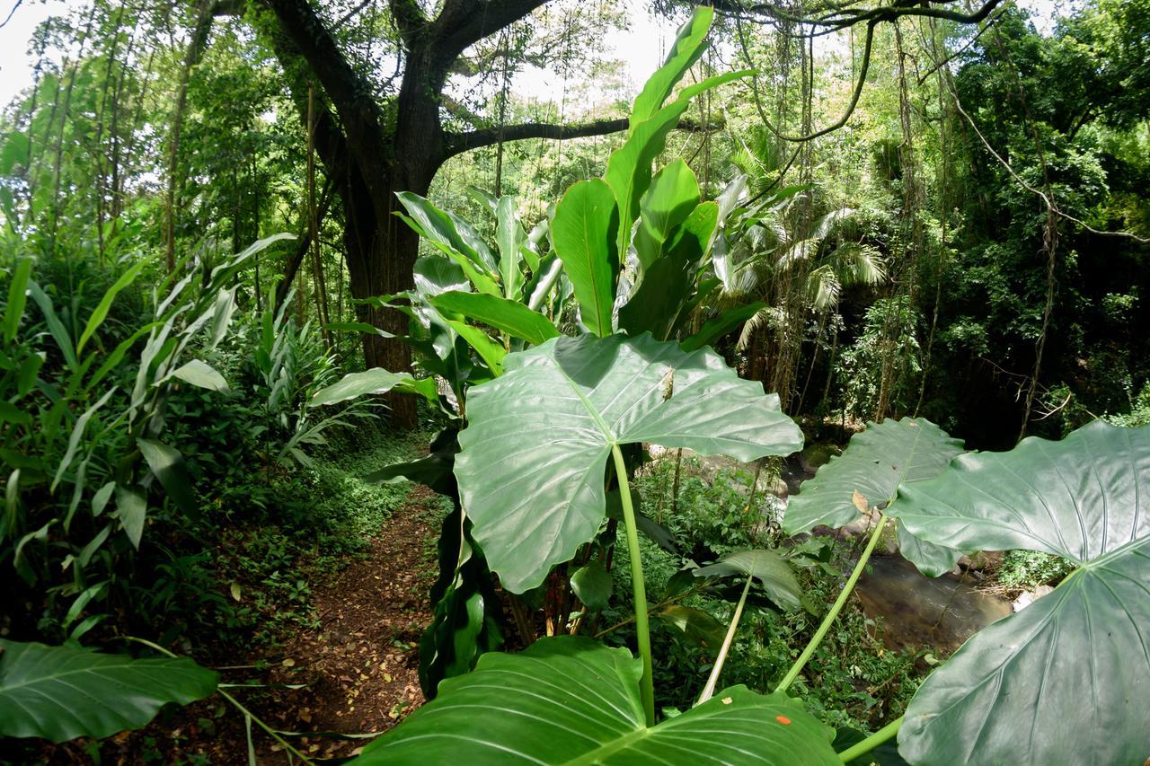 Вилла Martinique Treehouse Canton Suisse Экстерьер фото